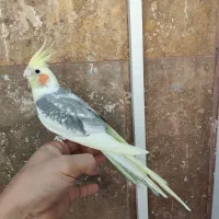 یک جفت عروس هلندی خوشگل|پرنده|ماهدشت, |دیوار