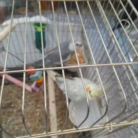 عروس هلندی،