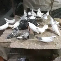 کبوتر فروشی همه یکجا