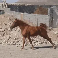 فروشی نریون ۲ ساله پرخون