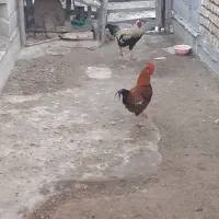 فروش 3عدد خروس چهل تاچ محلی|حیوانات مزرعه|گمیشان, |دیوار