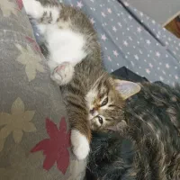 واگذاری گربه|گربه|میبد, |دیوار