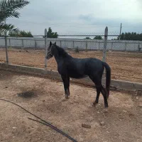 مادیون جوان|حیوانات مزرعه|اندیمشک, |دیوار