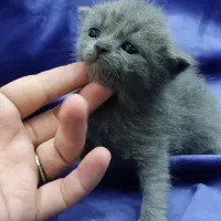 توله گربه اسکاتیش بریتیش|گربه|اهواز, معین زاده|دیوار