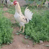 یک عدد خروس