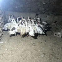 33قاز کاملا محلی