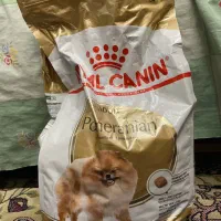 غذای خشک سگ royal canin مخصوص نژاد پامورین
