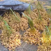 رطب وخارک برحی وبریم آبادان|خوردنی و آشامیدنی|کرج, گلستان|دیوار