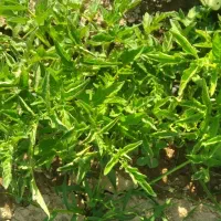 شیتیل گوجه اصلاح شده