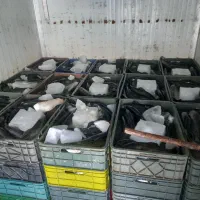 عرضه مستقیم ماهی قزل الا تازه عمده وخرده