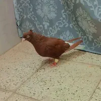 سه عدد سرخ دم سفید چهارده دم درشت مقبول|پرنده|مشهد, کوی سیدی|دیوار