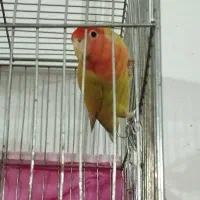 جفت کوتوله مولد|پرنده|فردوس (خراسان), |دیوار