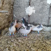کبوتر شهری جوان پرشی|پرنده|شیراز, شیخ علی چوپان|دیوار