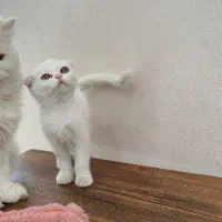 واگذاری بچه گربه اسکاتیش فولد|گربه|سنندج, |دیوار