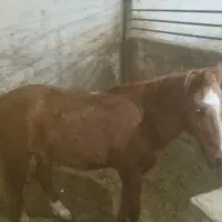 اسب پونی.پرشی مقام دار|اسب و تجهیزات اسب‌سواری|پاکدشت, پاکدشت (مامازند)|دیوار