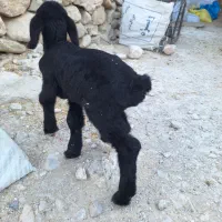 بره شیری