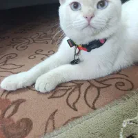اسکاتیش