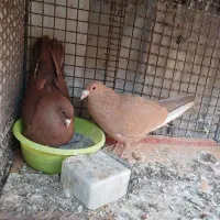 کفتر رنگی کاکلی