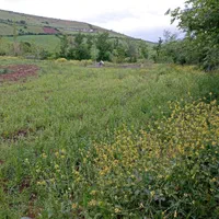 فروش باغ و زمین یک هکتار ی با سند رسمی فروشی|فروش دفتر صنعتی، کشاورزی، تجاری|توتکابن, |دیوار