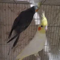 عروس ومرغ عشق لوتینو وکرمینو