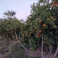 استخدام کارگر باغ نیروی باغ کشاورزی|استخدام سرایداری و نظافت|بندرعباس, |دیوار