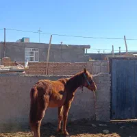 کره اسب|اسب و تجهیزات اسب‌سواری|فیروزه, |دیوار