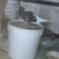 دم سفید|پرنده|حمیدیه, |دیوار