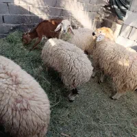 کاور بره|حیوانات مزرعه|بم, |دیوار