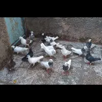 یک بوم کبوتر|پرنده|زیرکوه, |دیوار