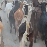 بز خشک|حیوانات مزرعه|بهبهان, |دیوار