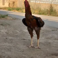 جوجه لاری و خروس لاری