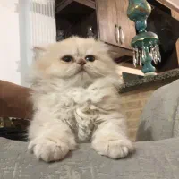 گربه بریتیش