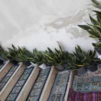 گل سانسوریا