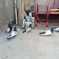 سینه سیاه درج یک