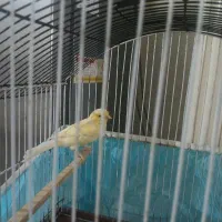 قناری ماده|پرنده|نسیم‌شهر, |دیوار