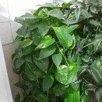 گل پتوس و چشم آهویی بفروش میرسد