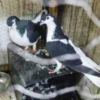 ساده سیاه و چپ سیا