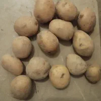 سیب زمینی