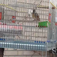 سهره قناری دهن مهره سهره