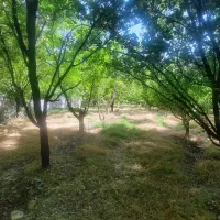 فروش باغ ثمری