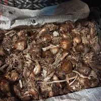 پیاز گل نرگس