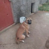 سگ واگذار شود