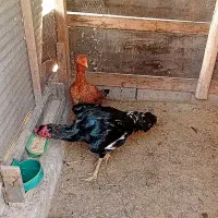 خروس و مرغ لاری|حیوانات مزرعه|شفت, |دیوار