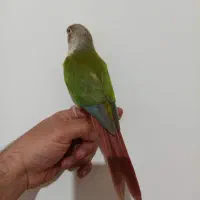 گرینچیک|پرنده|بروجرد, |دیوار