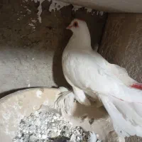 کفتر لوطی قرمز گوز|پرنده|باسمنج, |دیوار