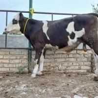 2عدد گوساله سیمینتال نر 6ماهه 150کیلو از گاو