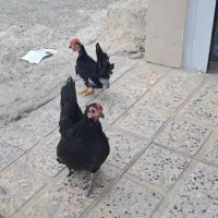 مرغ و خروس جاپنیز|حیوانات مزرعه|صباشهر, |دیوار