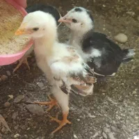 جوجه لاری اوشامو گلین