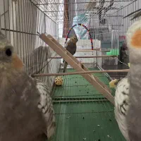 3عدد عروس هلندی نر|پرنده|مرودشت, بیست متری بیمارستان|دیوار