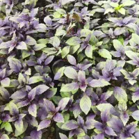 ریحان گلخانه ای|عمدهفروشی|تربتحیدریه, شهرک ولیعصر|دیوار